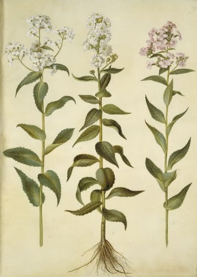 Hesperis matronalis (gewone avondster) door Hans Simon Holtzbecker
