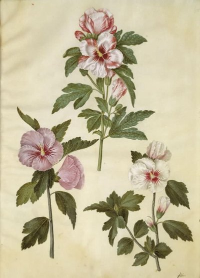 Hibiscus syriacus (Syrische roos) door Hans Simon Holtzbecker