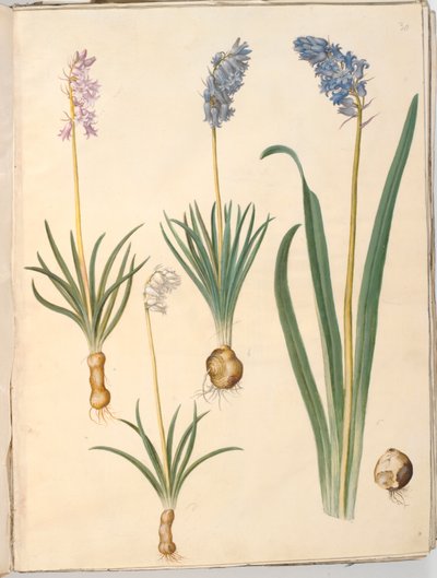 Hyacinthoides non-scripta (gewone boshyacint); Hyacinthoides hispanica (Spaanse boshyacint) door Hans Simon Holtzbecker
