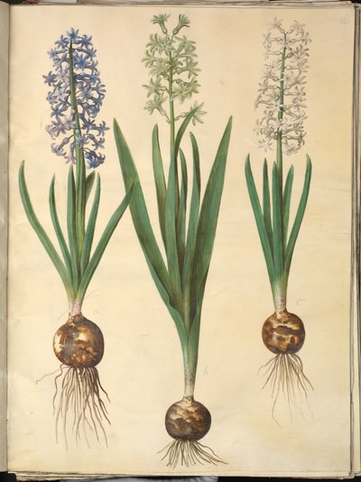 Hyacinthus orientalis (gewone hyacint) door Hans Simon Holtzbecker