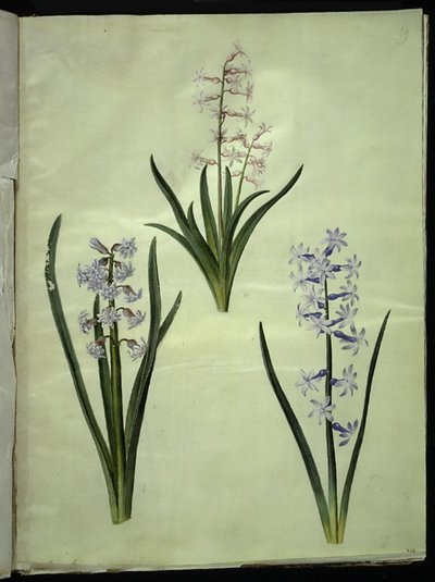 Hyacinthus orientalis (gewone hyacint) door Hans Simon Holtzbecker