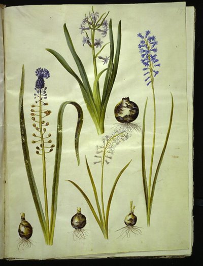 Hyacinthus orientalis (gewone hyacint); Muscari comosum (pluimhyacint); Brimeura amethystina (Pyrenese hyacint) door Hans Simon Holtzbecker