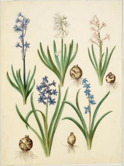 Hyacinthus orientalis (gewone hyacint); Scilla amoena (hemelsblauwe scilla) door Hans Simon Holtzbecker