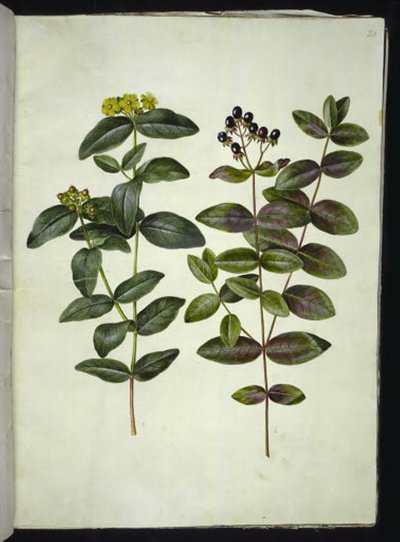 Hypericum androsaemum (bessenst. Janskruid) door Hans Simon Holtzbecker