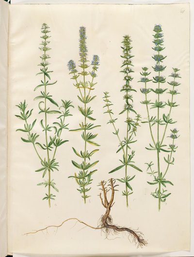 Hyssopus officinalis (echte hyssop) door Hans Simon Holtzbecker