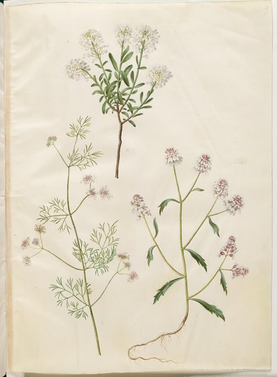 Iberis sempervirens (scheefbloem); Coriandrum sativum (koriander); Iberis amara (bittere scheefbloem) door Hans Simon Holtzbecker