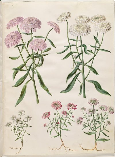 Iberis umbellata (schermbloem); Iberis amara (bittere bloem) door Hans Simon Holtzbecker