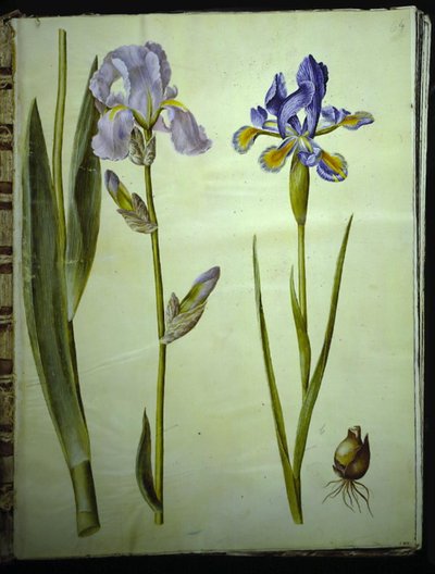 Iris ×germanica (tuiniris); Iris xiphium (Spaanse iris) door Hans Simon Holtzbecker