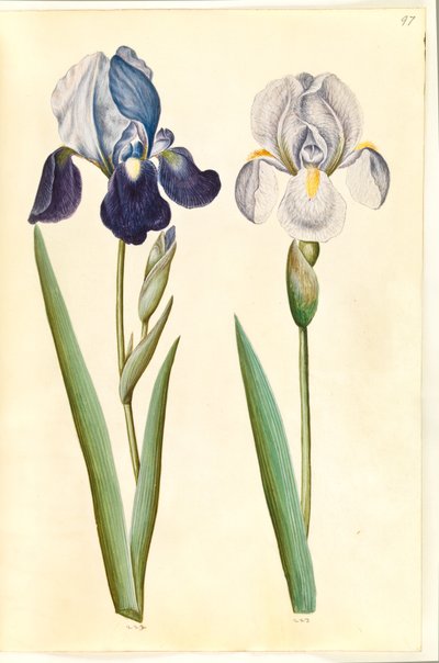 Iris ×germanica of Iris ×sambucina (?) (tuin-iris of vlier-iris); Iris ×germanica (tuin-iris) door Hans Simon Holtzbecker
