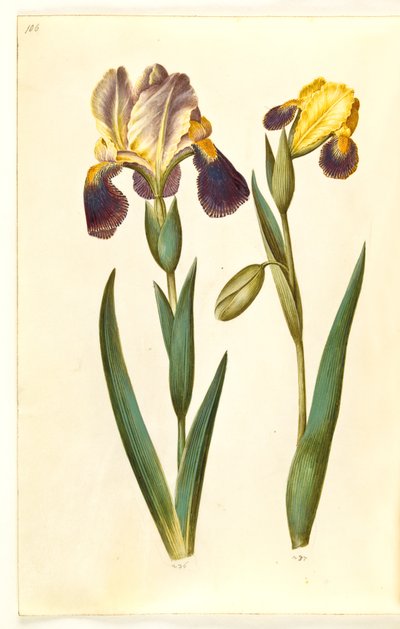 Iris ×germanica of Iris ×sambucina (tuin-iris of vlier-iris); Iris variegata (bonte iris) door Hans Simon Holtzbecker