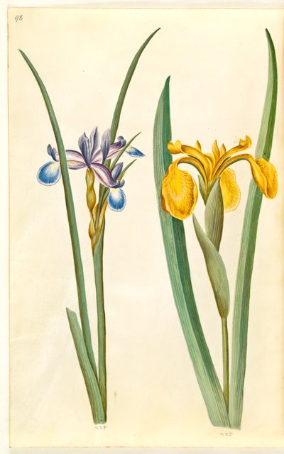 Iris graminea (grasbladige iris); Iris pseudacorus (gele iris) door Hans Simon Holtzbecker