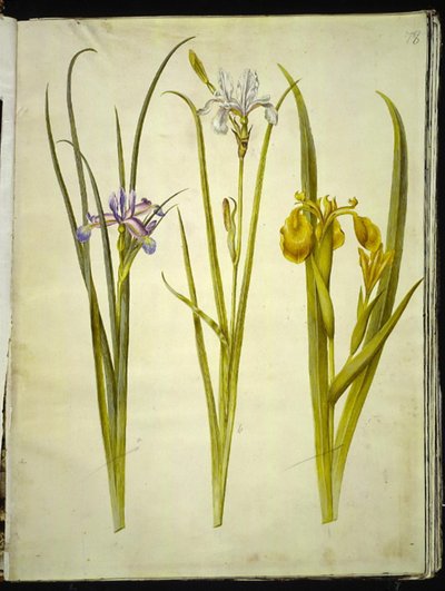 Iris graminea; Iris sibirica; Iris pseudacorus door Hans Simon Holtzbecker
