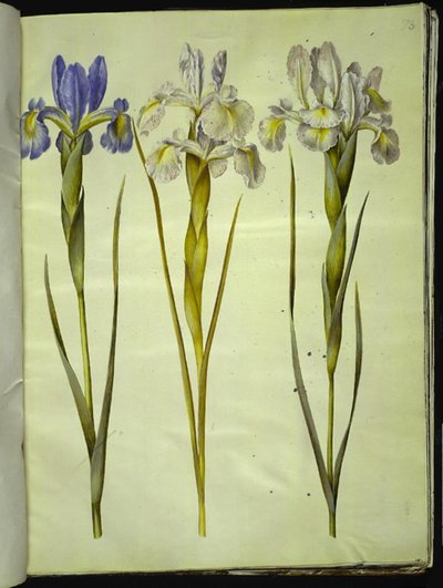 Iris latifolia (Engelse iris) door Hans Simon Holtzbecker