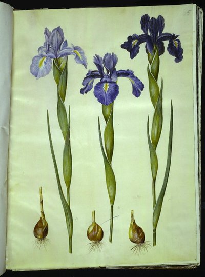Iris latifolia (Engelse iris) door Hans Simon Holtzbecker