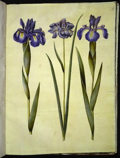 Iris latifolia (Engelse iris); Iris sibirica (Siberische iris) door Hans Simon Holtzbecker