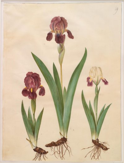 Iris ×lurida (iris-hybride) door Hans Simon Holtzbecker