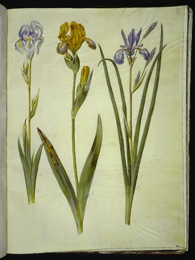 Iris pallida; Iris variegata; Iris sibirica door Hans Simon Holtzbecker