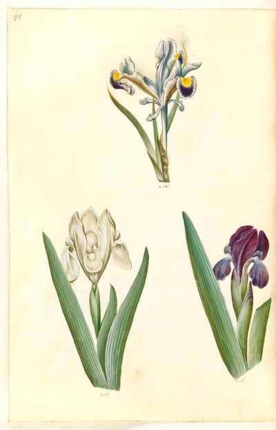 Iris persica (Perzische iris); Iris lutescens of Iris pumila (?) (dwergiris of lage iris) door Hans Simon Holtzbecker