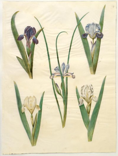 Iris pumila (dwergiris) of Iris lutescens (dwerg-iris); Iris graminea (grasbladige iris) door Hans Simon Holtzbecker