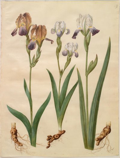 Iris ×sambucina (vlier-iris); Iris ×amoena (iris-hybride) door Hans Simon Holtzbecker