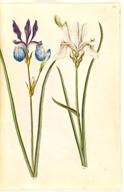 Iris sibirica (Siberische iris) door Hans Simon Holtzbecker