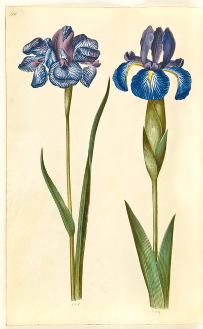 Iris sibirica (Siberische iris); Iris latifolia (Engelse iris) door Hans Simon Holtzbecker
