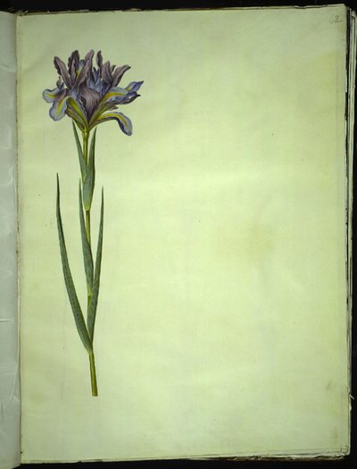 Iris xiphium (Spaanse iris) door Hans Simon Holtzbecker