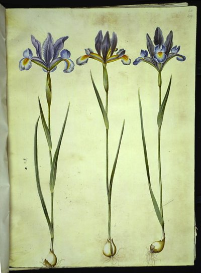 Iris xiphium (Spaanse iris) door Hans Simon Holtzbecker
