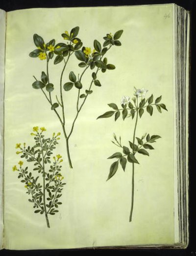 Jasminum odoratissimum (kamerjasmijn); Jasminum fruticans (struikjasmijn); Jasminum grandiflorum (geurjasmijn) door Hans Simon Holtzbecker