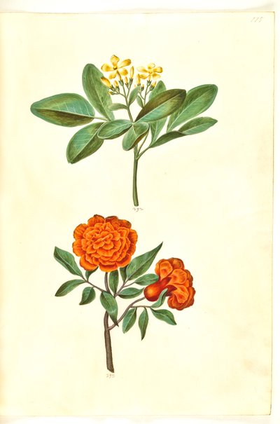Jasminum odoratissimum (kamerjasmijn); Punica granatum (granaatappel) door Hans Simon Holtzbecker