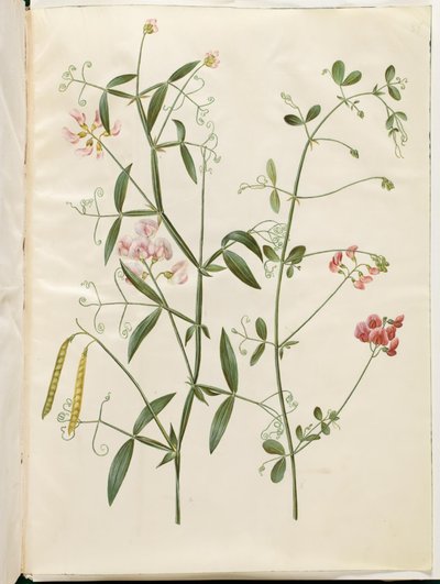 Lathyrus sylvestris (bos-lathyrus); Lathyrus tuberosus (knol-lathyrus) door Hans Simon Holtzbecker