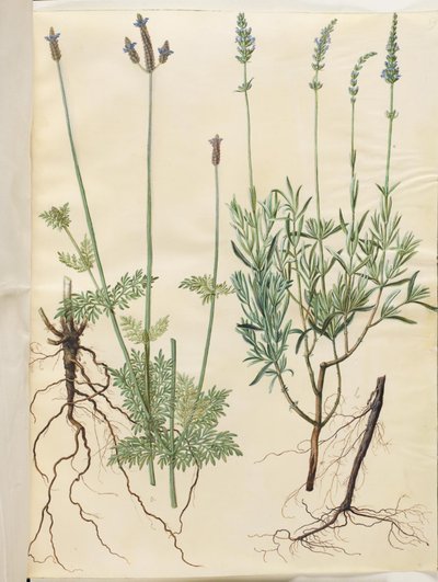 Lavandula multifida (aks-lavendel); Lavandula angustifolia (echte lavendel) door Hans Simon Holtzbecker