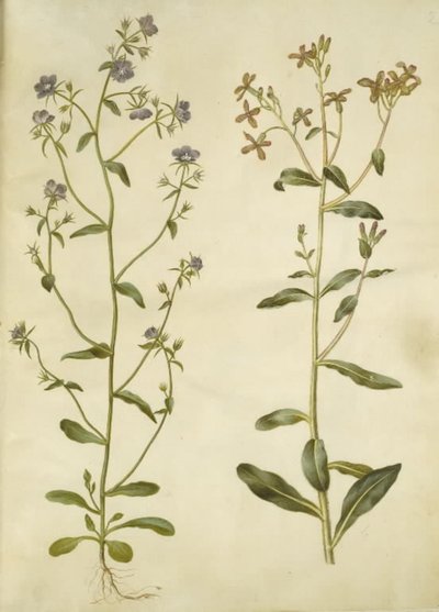Legousia speculum-veneris (echt venusspegel); Hesperis tristis (nachtviool) door Hans Simon Holtzbecker