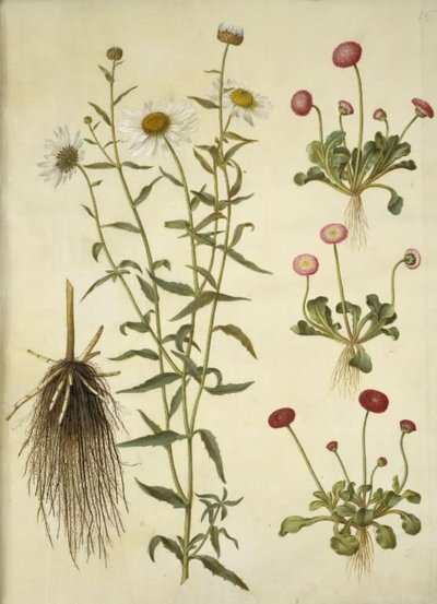Leucanthemum vulgare; Bellis perennis door Hans Simon Holtzbecker