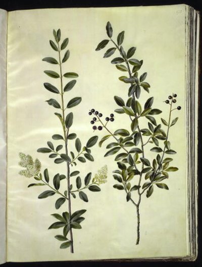 Ligustrum vulgare (gewone liguster) door Hans Simon Holtzbecker