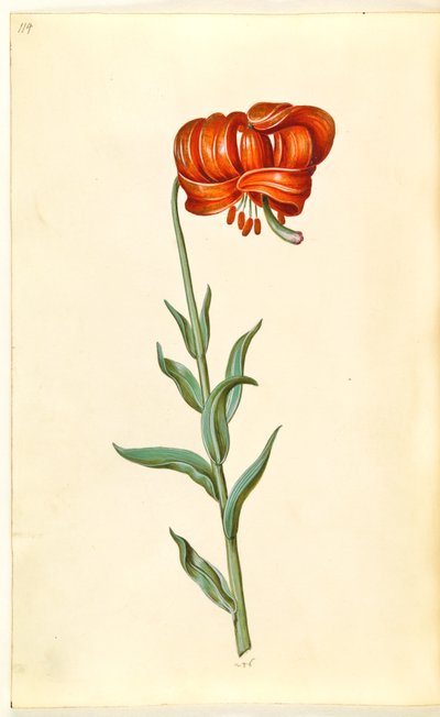 Lilium chalcedonicum (rode turkse lelie) door Hans Simon Holtzbecker
