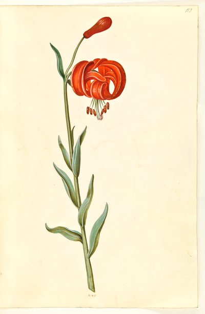 Lilium chalcedonicum (rode turbanlelie) door Hans Simon Holtzbecker