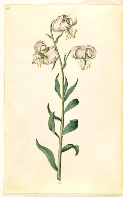 Lilium martagon (kranslelie) door Hans Simon Holtzbecker