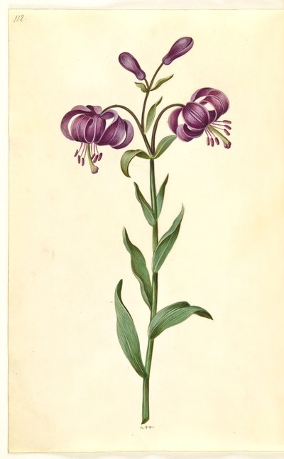 Lilium martagon (kranslelie) door Hans Simon Holtzbecker