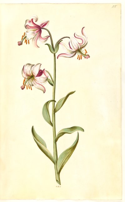 Lilium martagon (kranslelie) door Hans Simon Holtzbecker