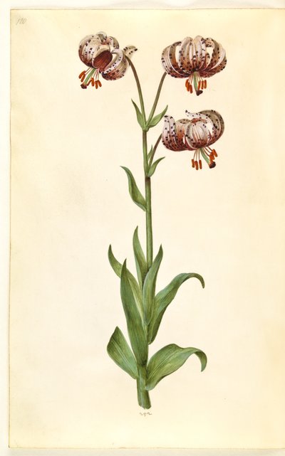 Lilium martagon (kranslelie) door Hans Simon Holtzbecker