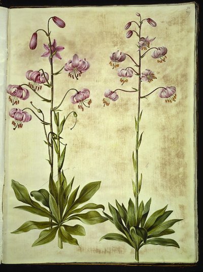 Lilium martagon (kranslelie) door Hans Simon Holtzbecker
