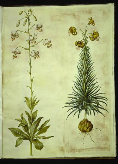 Lilium martagon (kranslelie); Lilium pyrenaicum (Pyrenese lelie) door Hans Simon Holtzbecker