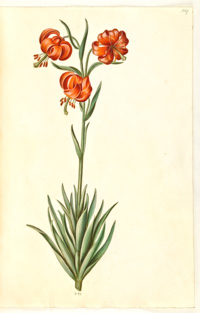 Lilium pomponium (pompon-lelie) door Hans Simon Holtzbecker