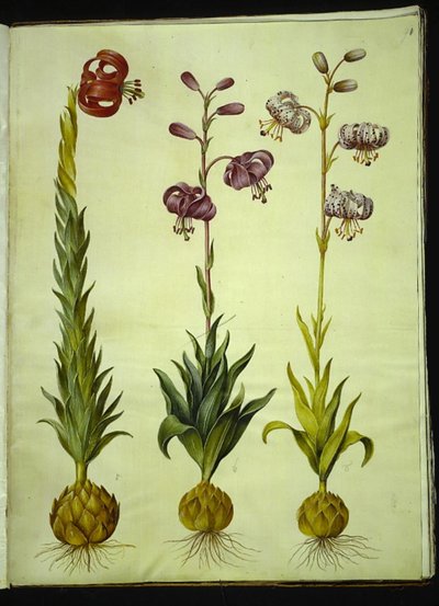 Lilium pomponium (pomponlelie); Lilium martagon (kranslelie) door Hans Simon Holtzbecker