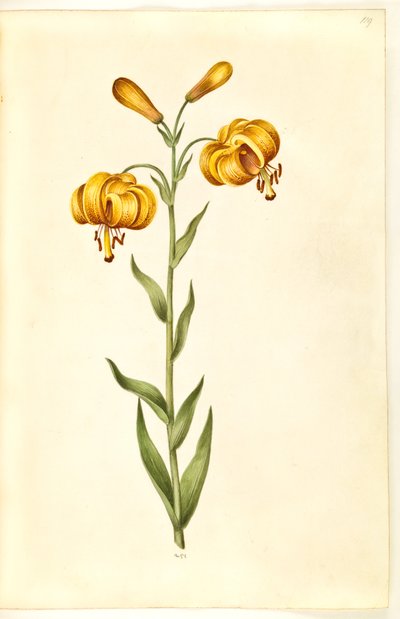 Lilium pyrenaicum (pyrenese lelie) door Hans Simon Holtzbecker