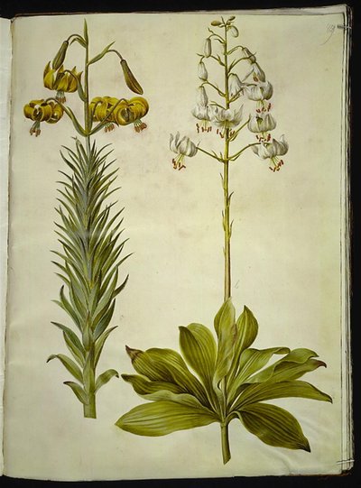 Lilium pyrenaicum (Pyrenese lelie); Lilium martagon (kranslelie) door Hans Simon Holtzbecker