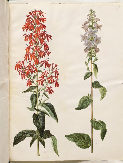 Lobelia cardinalis (kardinaalslobelia); Campanula latifolia (breedbladige klokjesbloem) door Hans Simon Holtzbecker