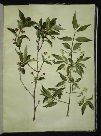 Lonicera alpigena (alpen-kamperfoelie); Euonymus europaeus (gewone kardinaalsmuts) door Hans Simon Holtzbecker