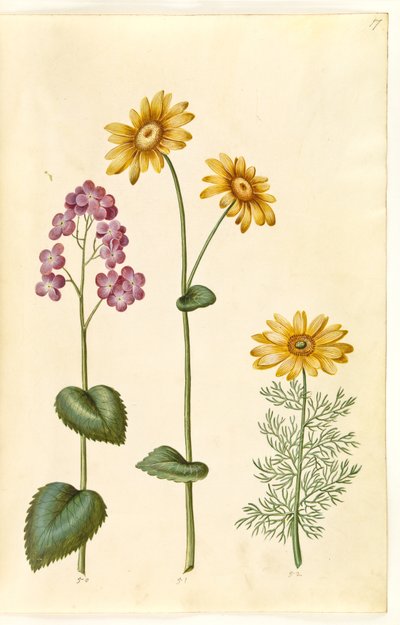 Lunaria annua (judaspenning); Doronicum pardalianches (hartbladige gemserod); Adonis vernalis (voorjaarsadonis) door Hans Simon Holtzbecker